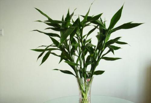 富貴竹的作用 綠植在家中的作用
